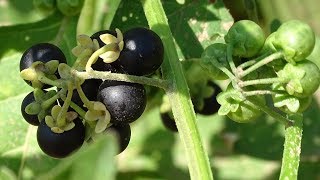 PLANTAS TÓXICAS 2: Tomatillos del Diablo (Solanum nigrum)