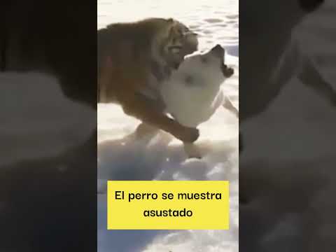 Tigre ataca a perr0