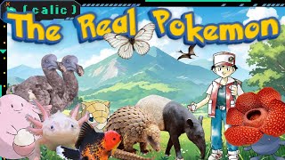 The Real Pokémon - What All of the Original 151 Pokémon are Each Based On