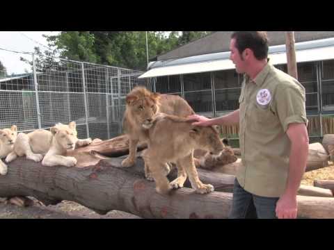 Martin Lacey jr. -  Die Antwort