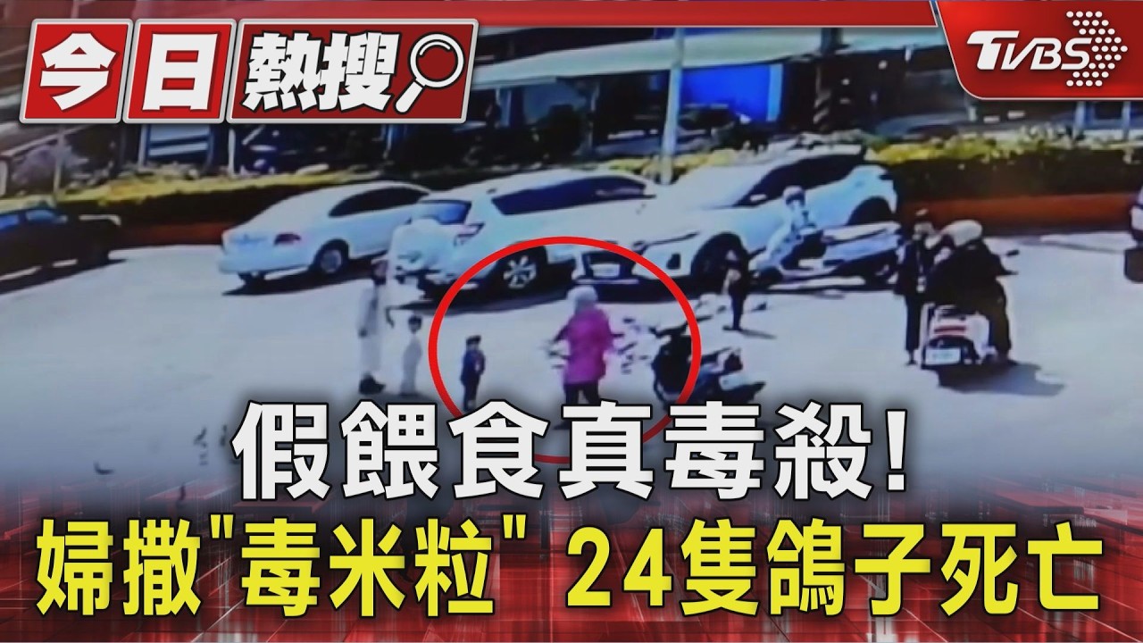 影音／婦人廟前撒「毒米粒」餵鴿！24隻墜地掙扎亡　恐吞500萬罰金