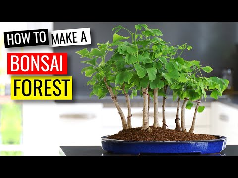 Creating a Bonsai Forest with 9 Ginkgo bonsai trees