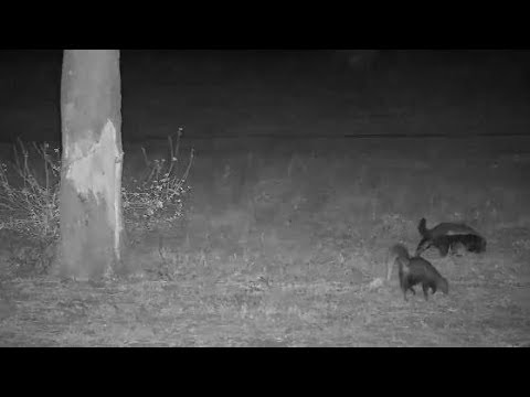 Djuma: Honey Badger with a White-tailed Mongoose following it around - 22:54- 10/06/19