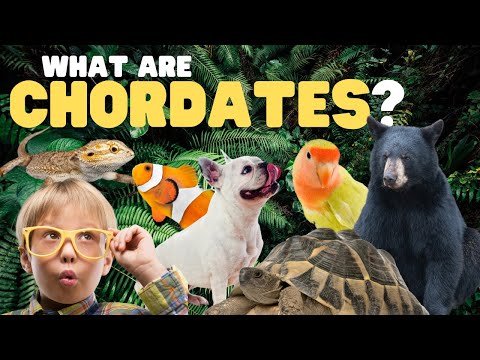 What Are Chordates? | Learn about the animals in Phylum Chordata