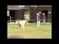 Mini Horse Angelina Ballerina
