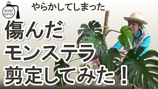 【手入れ】根腐れ？ 水やりすぎ？ 「傷んだモンステラを剪定してみた！」葉 日焼け 病気 元気が無い インテリア 【観葉植物】