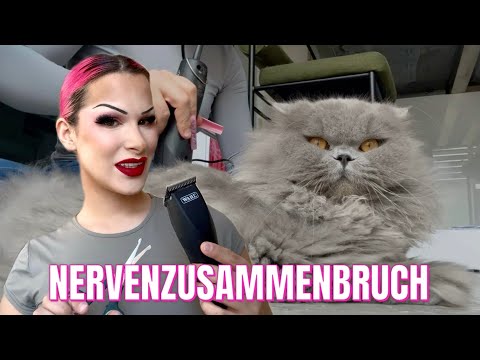 I shaved my matted cat myself 😳