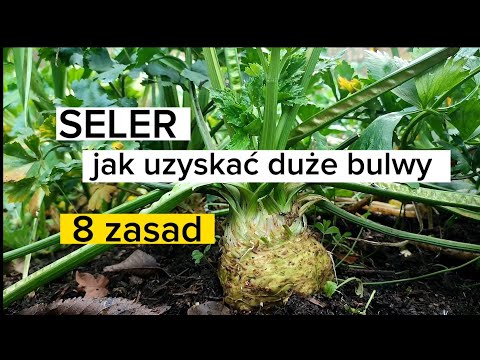 Sellerie, wie man große Knollen bekommt. Wachsender Sellerie. Blattsellerie.