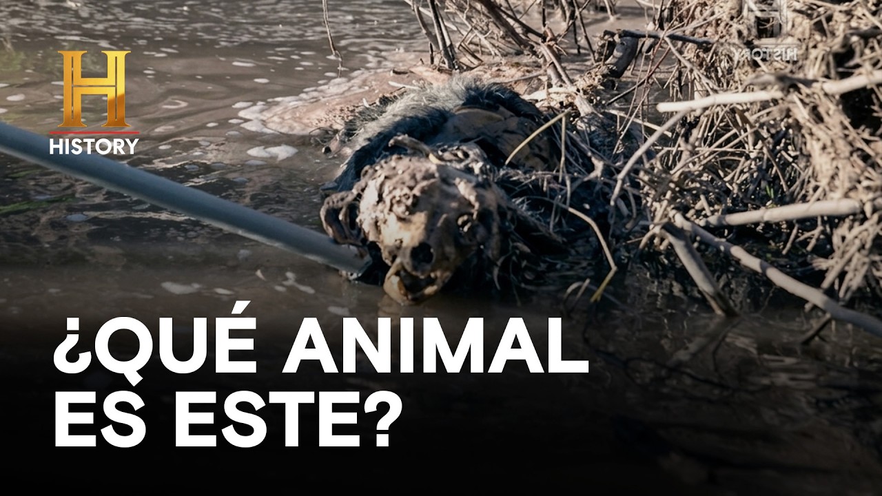 ¿QUÉ ANIMAL ES ESTE? - Ya van cinco años de extraños sucesos   - EL SECRETO DE SKINWALKER