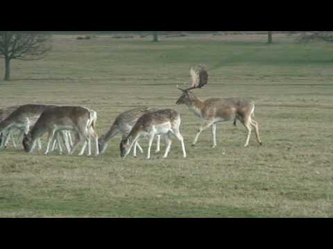 Richmond Park pub brawl 2