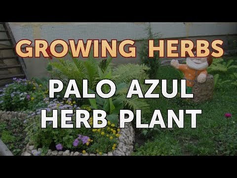 How to Divide Lavender Plants