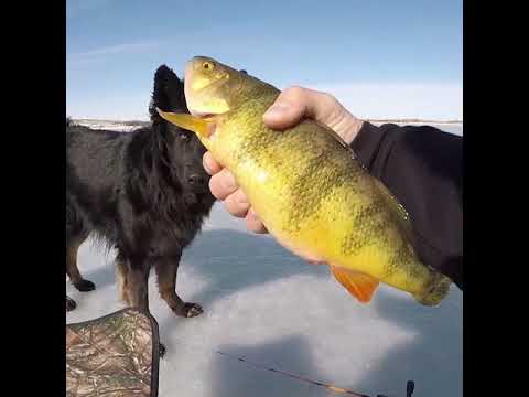Fishing Yellow Sharks #Shorts