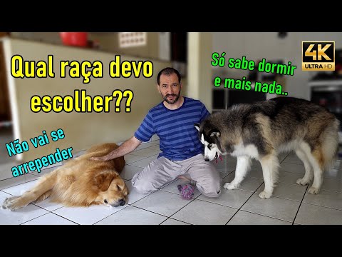 Principais diferenças que notei entre o Golden Retriever e o Husky Siberiano