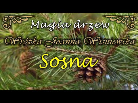 Magia drzew * Sosna