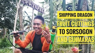 How we prepared Dragon fruit cuttings to Sorsogon and Guimaras Island Philippines |Shipped