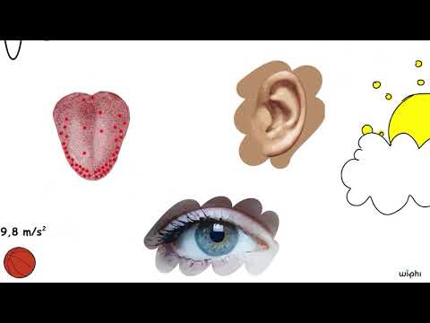 Kant: Metafiziksel Bilgi Üzerine (Wi-Phi - Kablosuz Felsefe)