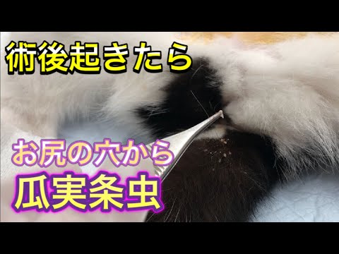 猫の駆虫