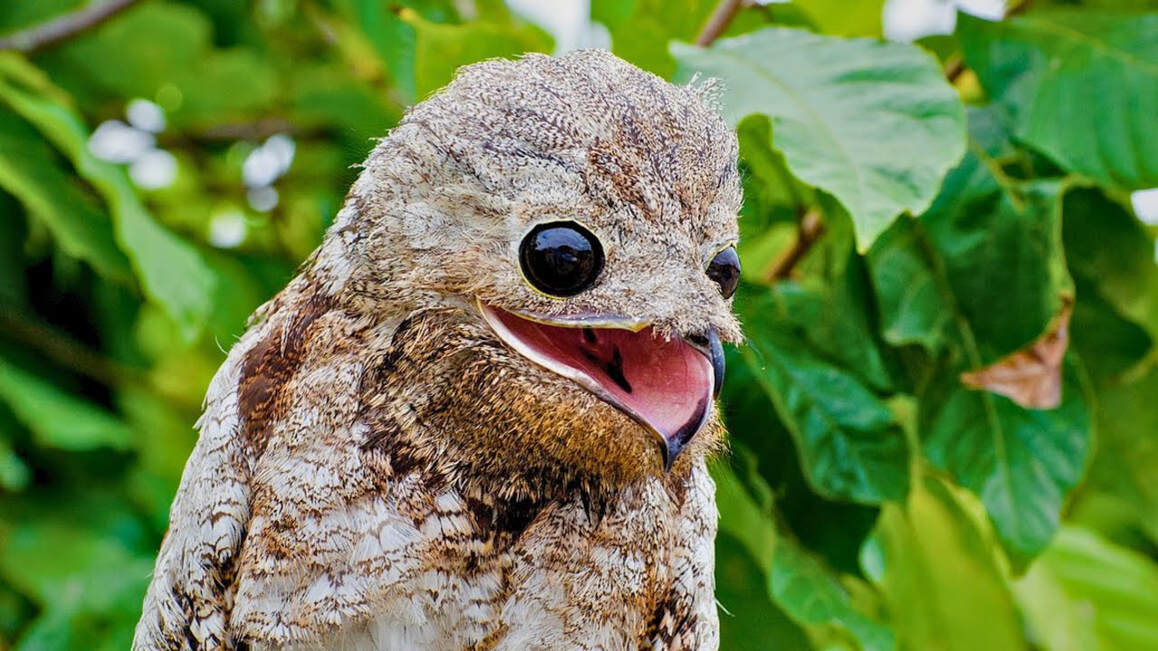 20 AVES ESTRANHAS QUE VOCÊ NÃO VAI ACREDITAR QUE EXISTEM! PT. 2