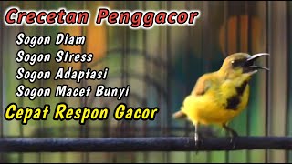 Download lagu PANCINGAN SOGON TROTOLAN NDASI AGAR CEPAT RESPON EMOSI‼️CUIT CUIT CERR BIKIN SOGONMU AUTO NGKLEPER mp3