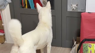 임보했던 강아지가 2년후 집에 다시 왔을 때 진돗개 반응 (감동주의)