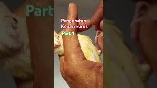 Download lagu Pengobatan burung kenari kurus 1 #shorts #birds #kenari #ternakkenari #tips #kenarigacor mp3