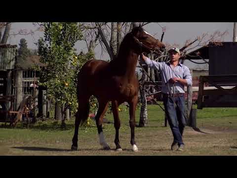 17. HARAS EL MOLINO | BOY BROKOLIN HAHA (Brooklyn Boy y Ha Ha Ha por Pioneering) m2019