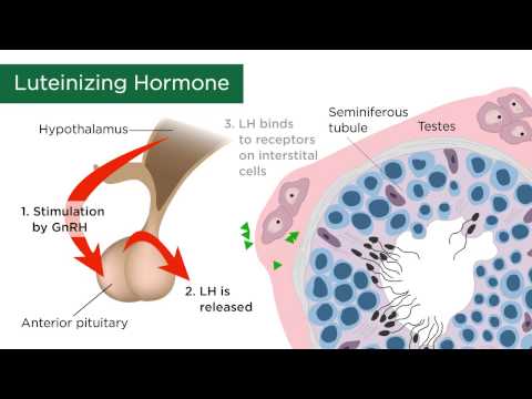 Male Sex Hormones