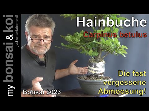 Bonsai 2023-44 - Hainbuche - Carpinus betulus - die fast vergessene Abmoosung