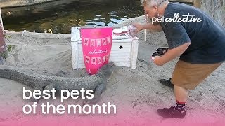 Best Pets of the Month (February 2020) | The Pet Collective