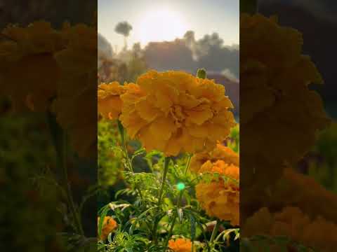 Nature #nature #viral #mahika #happy #madhav #shorts