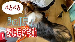 【シェルティ】乾燥機の移動【フランス田舎暮らし🇫🇷】#犬の散歩 #賢い犬 #犬のいる暮らし #シェルティ