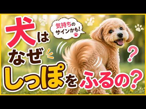 犬はなぜしっぽを振るの？感情のサインを徹底解説