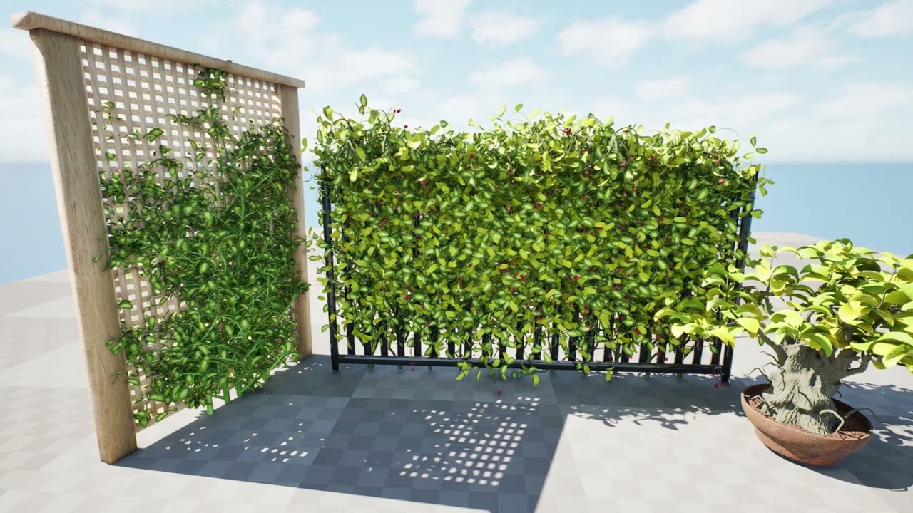 Kadsura japonica 3D Model