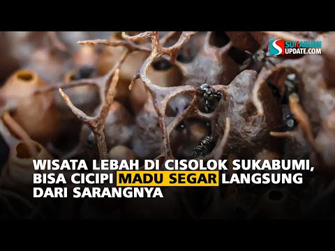 Wisata Lebah di Cisolok Sukabumi, Bisa Cicipi Madu Segar Langsung dari Sarangnya