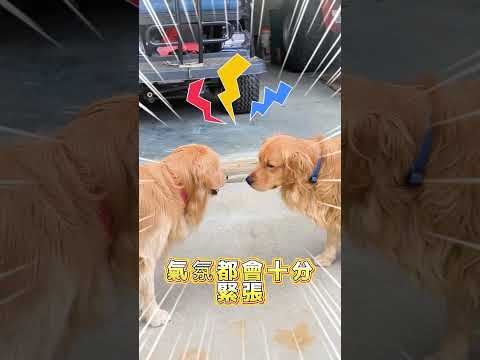 兩隻狗狗明明是好朋友，但每次見面卻都像第一次（TT：@texandranger）