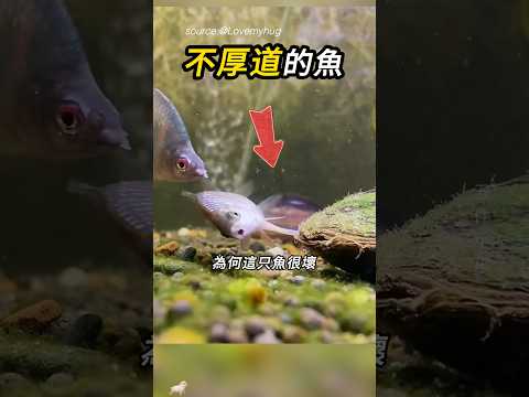 河蚌最不想面對的事🐟