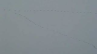 preview picture of video 'A large skein of Greylag Geese'