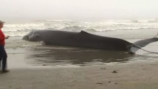 Raw: Whale Stranded In Surf Off Texas Beach Dies