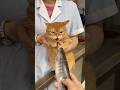 97 Funny Cat Videos Meowing Memes Cute