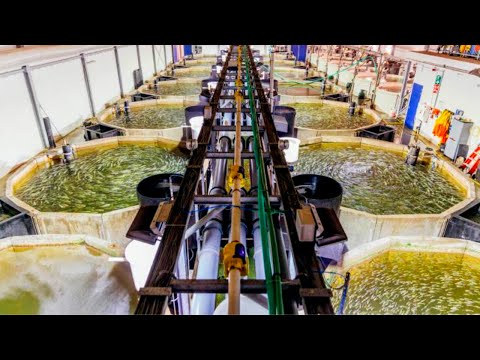, title : 'Azarbaijan's REVOLUTIONIZING Fish Farm Aquaculture Techniques Will Give You Goosebumps'