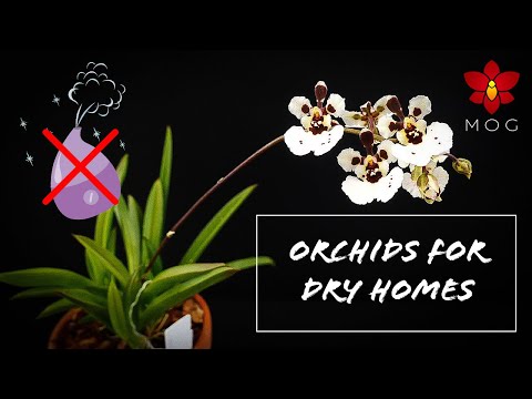 Easy Orchids for dry homes! No humidity trays, or humidifiers needed! | Orchid Care for Beginners