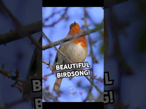This Robin's Morning Song Will Make Your Day! European Robin Singing