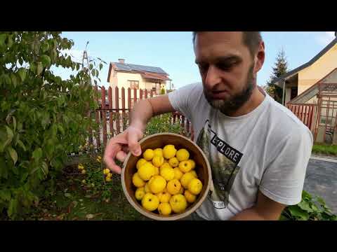 Pigwowiec japoński (pigwa?)