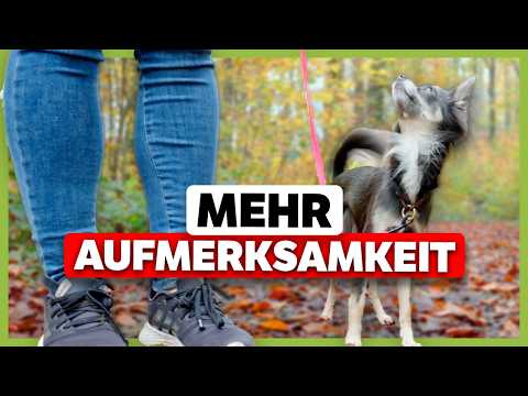 Mehr AUFMERKSAMKEIT: 8 Übungen die du mit deinem Hund machen solltest