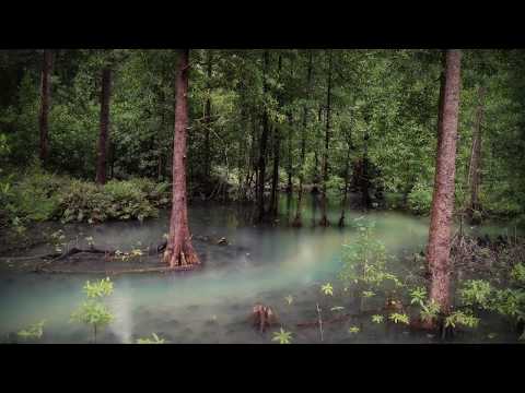 Indonesian Mangrove Forest Soundscape (2 hours)