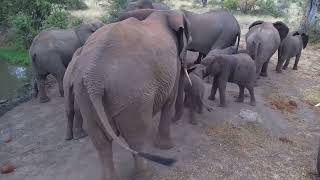 Elephant Breeding Herd | Ranger Insights