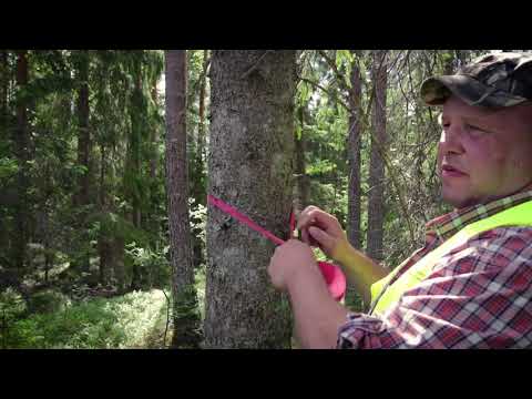 Metsä vastaa -tietopaketti - Puukauppa - Osa 5/8