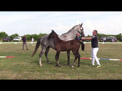 Holsteiner Fohlenschau Föhr 2021 | HF | Larimar x Cayado x Caretino | St. 318D2 | P. Diedrichsen