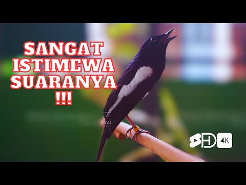 Sangat Istimewa Suaranya!! Kacer Lain Jika Dengar Pasti Auto Gacor Ngobra Ngotot || Voice of Kacer