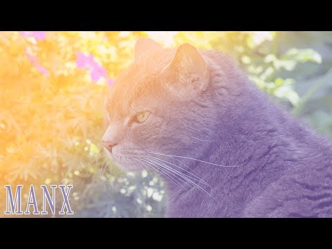 Ideal Companion: Manx | Cat Breeding Videos